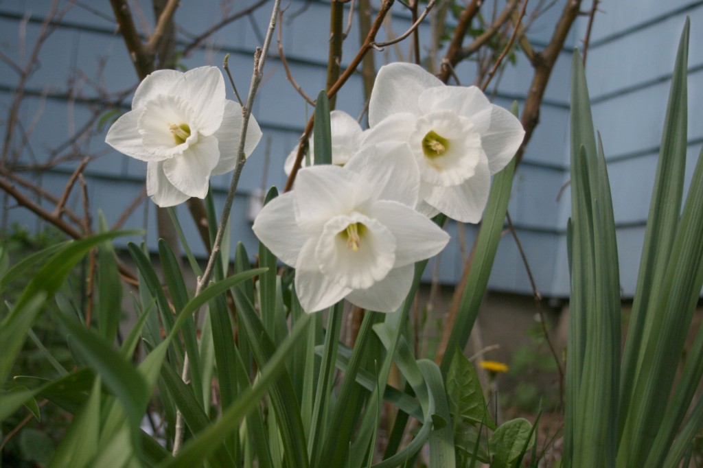 Mt Hood daffodils